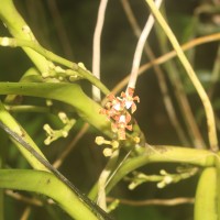Acampe ochracea (Lindl.) Hochr.